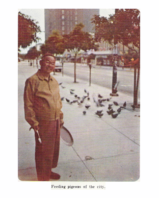 Feeding pigeons of the city